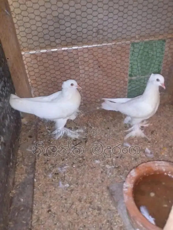 Pigeon