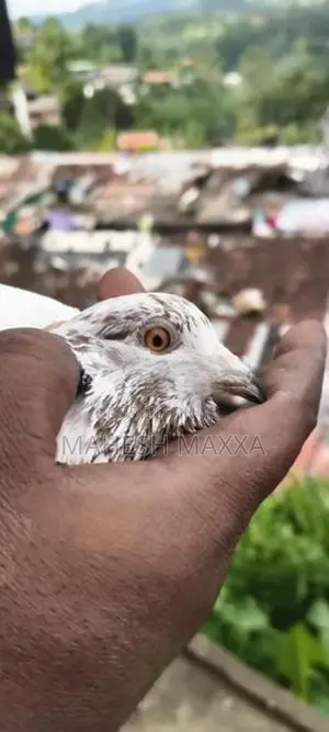 Pigeon