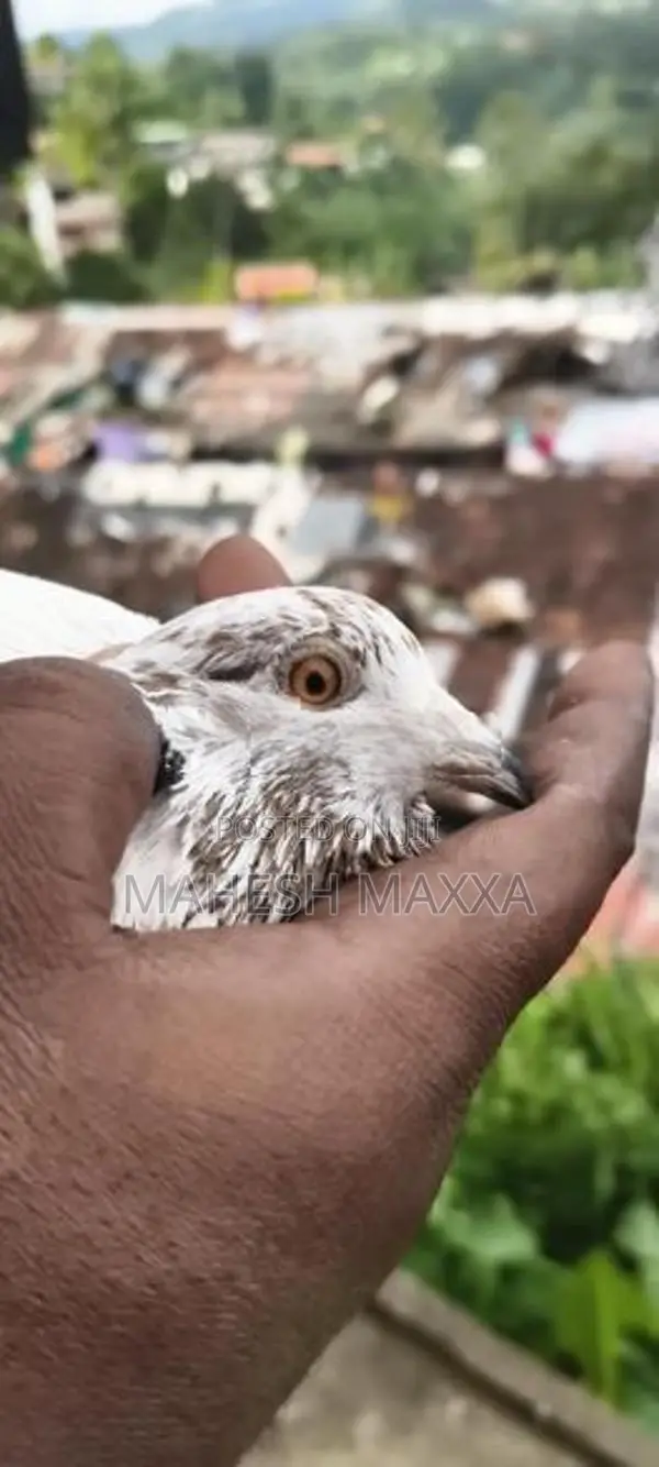 Pigeon