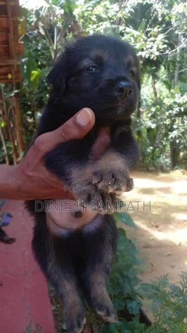 ලයන් ශෙපඩ් පැටවුන්