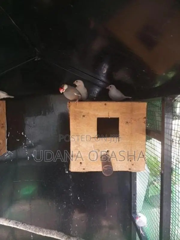 Jawa Birds
