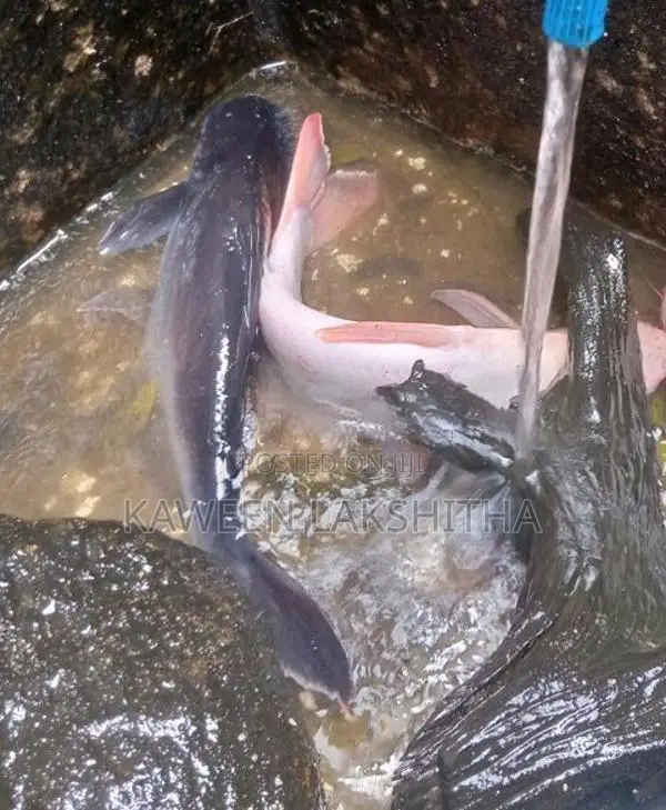 Cat Fish with Giant Gourami