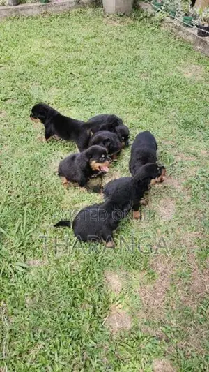 ROTTWEILER