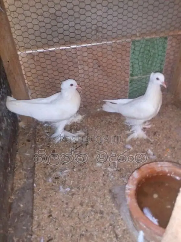 Pigeon