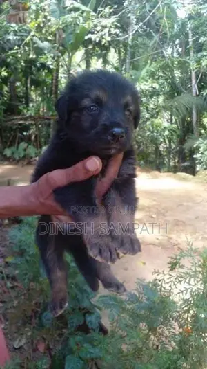 ලයන් ශෙපඩ් පැටවුන්
