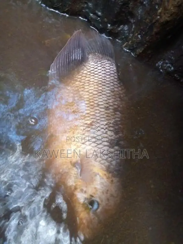 Cat Fish with Giant Gourami