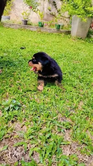 ROTTWEILER
