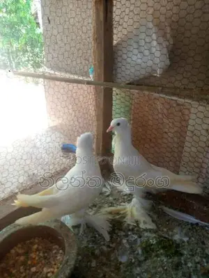 Pigeon