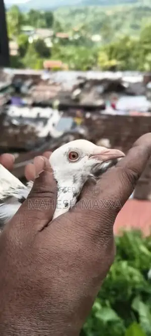 Pigeon