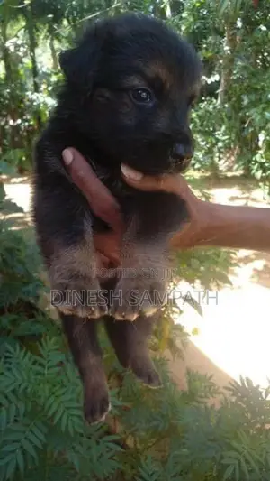 ලයන් ශෙපඩ් පැටවුන්