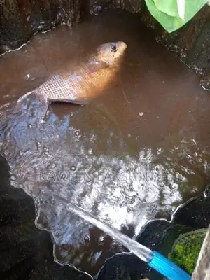 Cat Fish with Giant Gourami