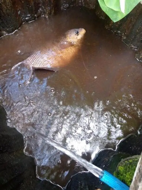 Cat Fish with Giant Gourami