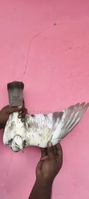 Pigeon