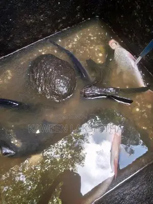 Cat Fish with Giant Gourami