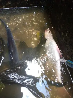 Cat Fish with Giant Gourami