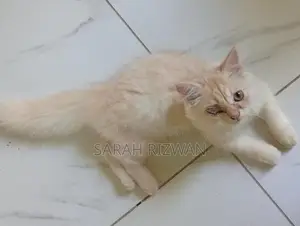 Female Persian Mix British Long Hair Kittens