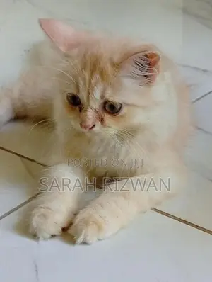 Female Persian Mix British Long Hair Kittens