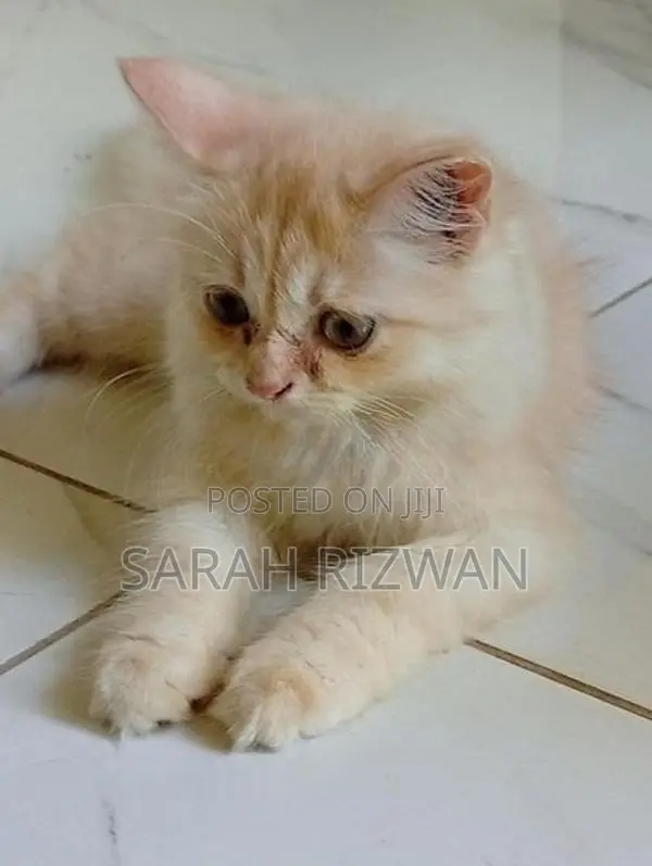 Female Persian Mix British Long Hair Kittens
