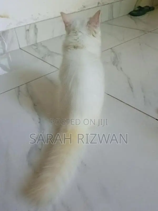 Female Persian Mix British Long Hair Kittens