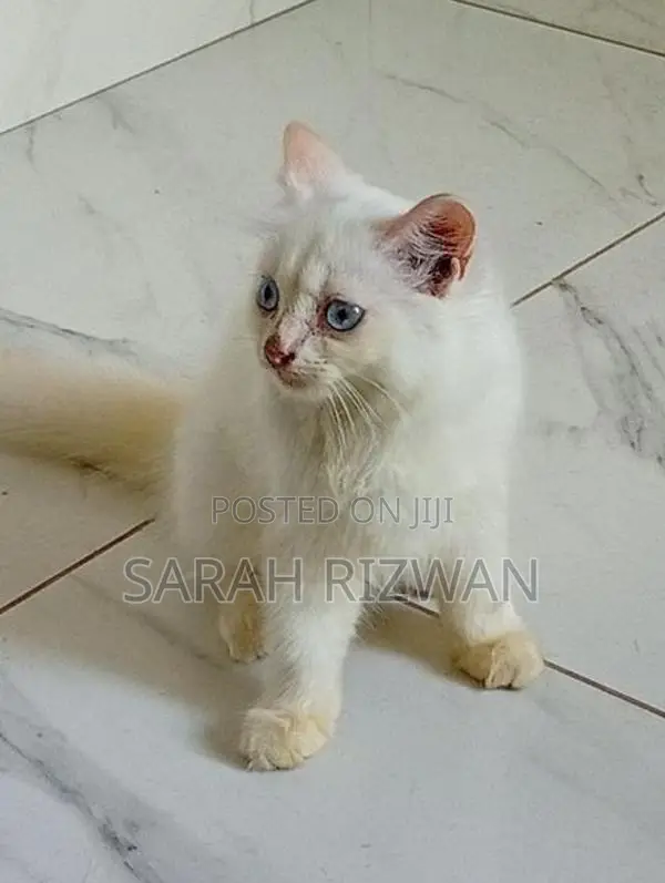 Female Persian Mix British Long Hair Kittens