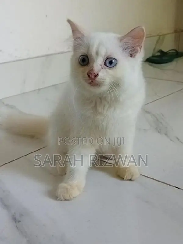 Female Persian Mix British Long Hair Kittens