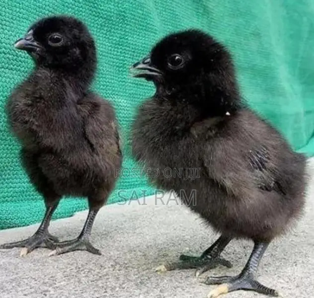 கருங்கோழிகள்