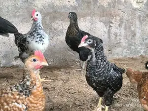 ஊர்கோழி
