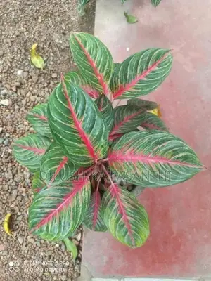 Aglaonema Plant