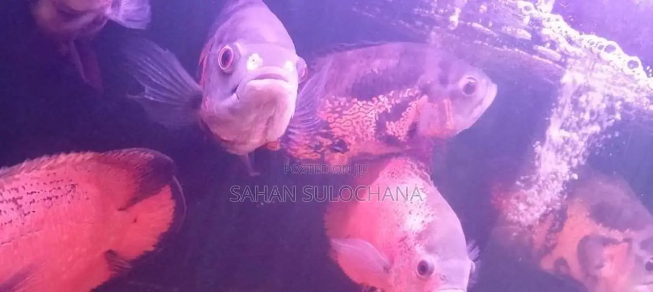 Oscar Fish