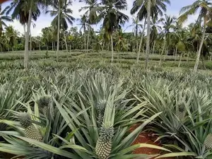 අන්නාසි පැළ