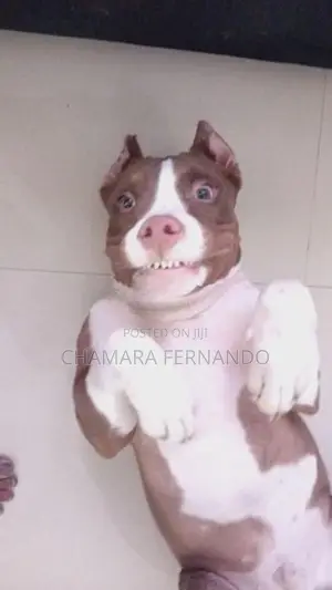 American Bully xl