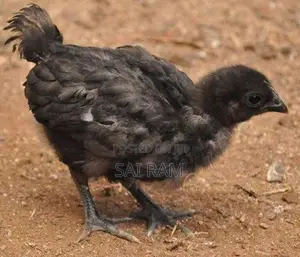 கருங்கோழிகள்