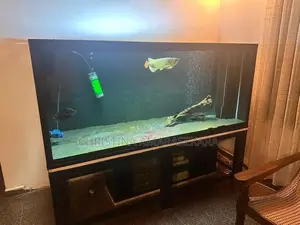 24k Golden Arrowana with Fish Tank Full Setup