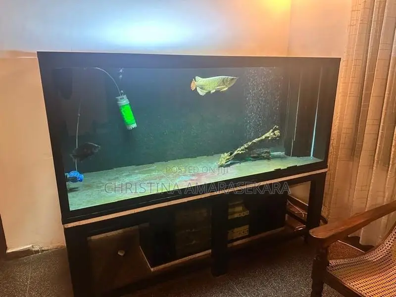24k Golden Arrowana with Fish Tank Full Setup