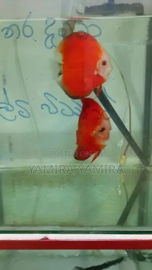 Discuss Baby Fish