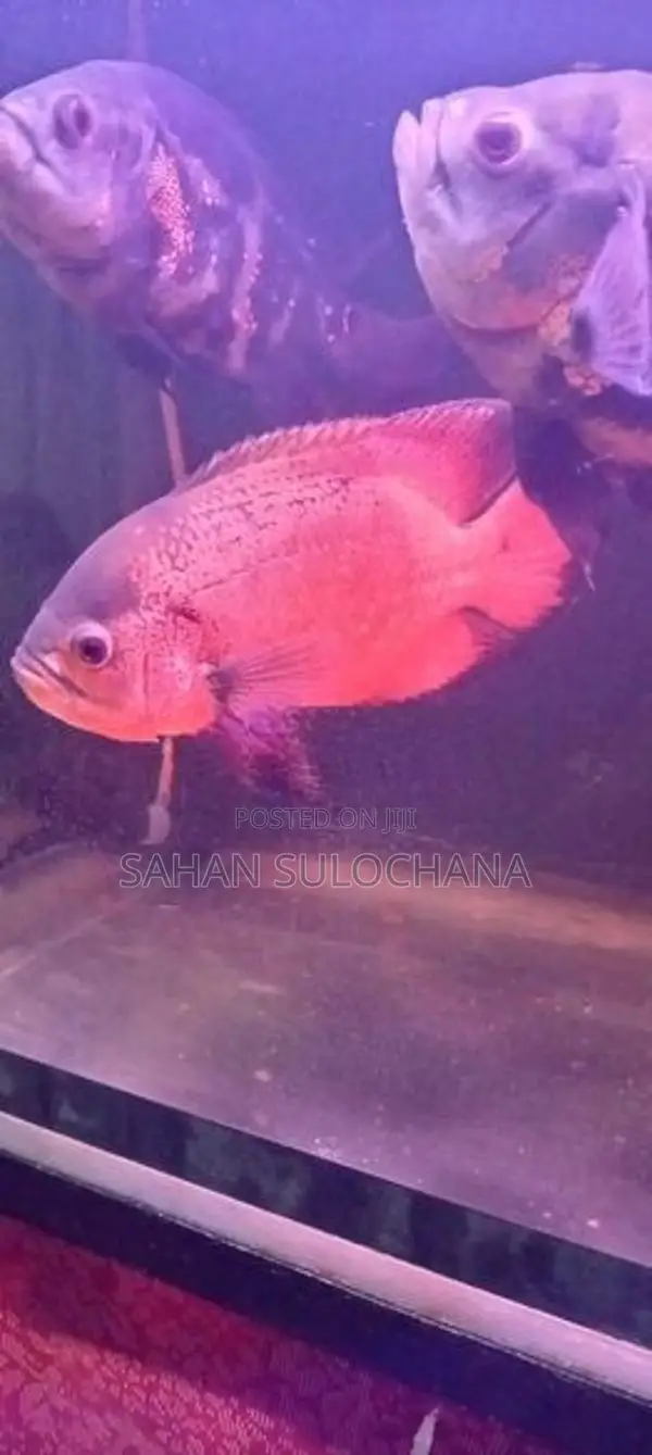 Oscar Fish