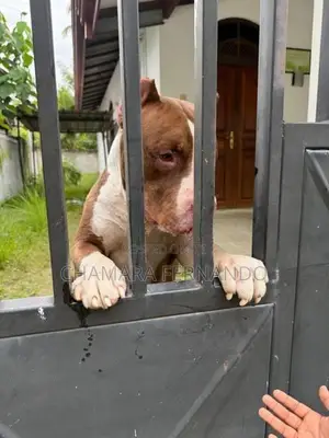 American Bully xl