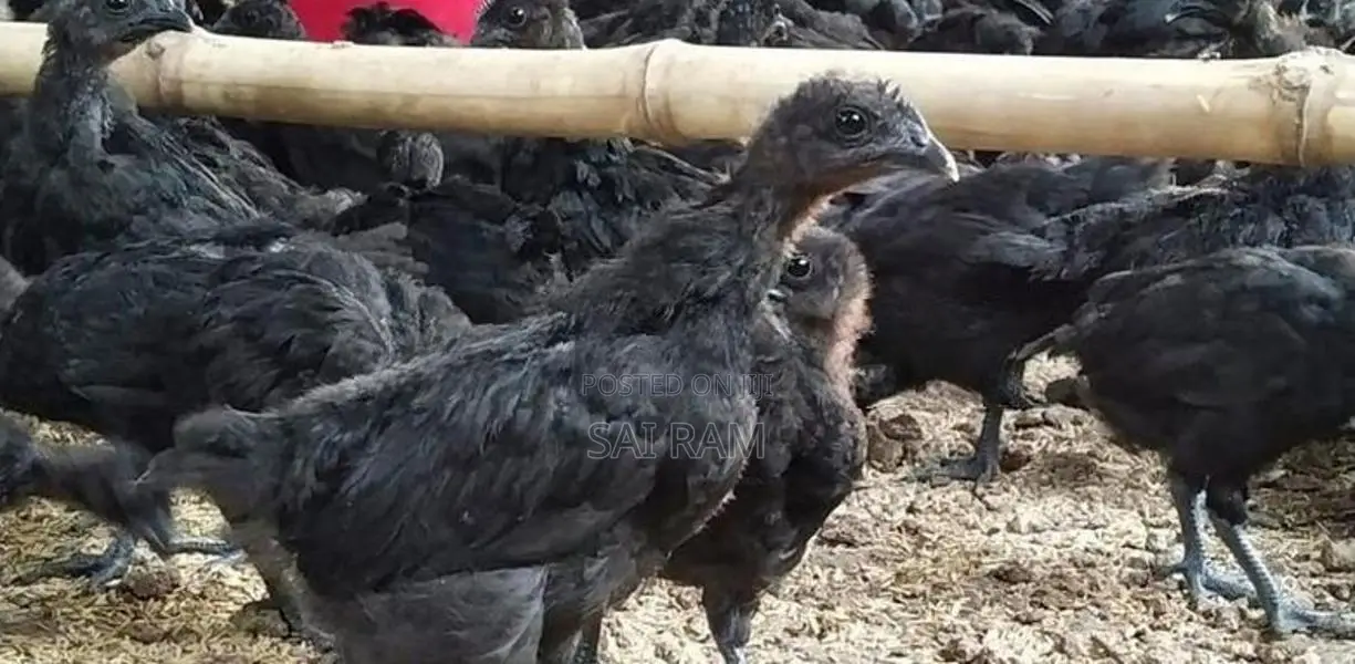 கருங்கோழிகள்