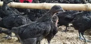 கருங்கோழிகள்