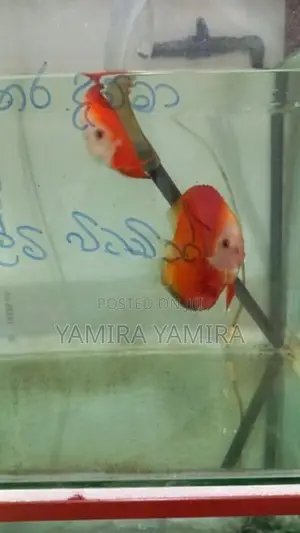 Discuss Baby Fish