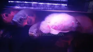 Oscar Fish