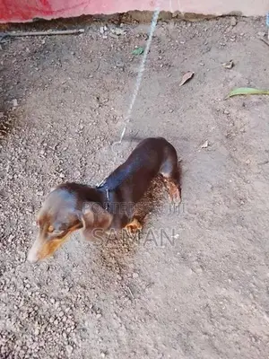 Dachshund Puppy