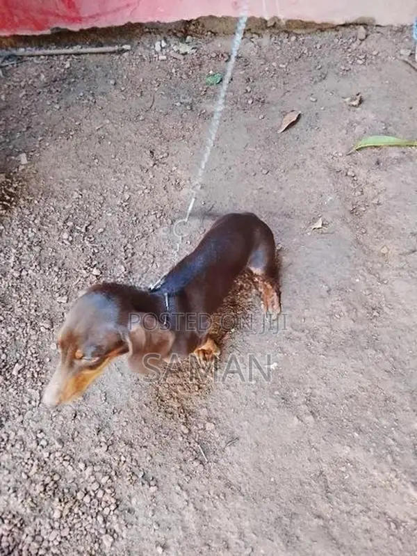 Dachshund Puppy