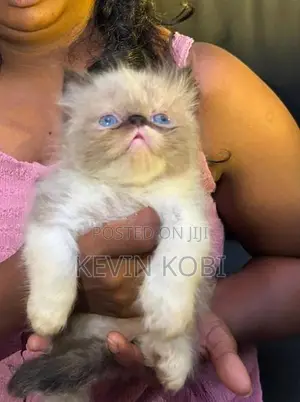 Persian Kitten