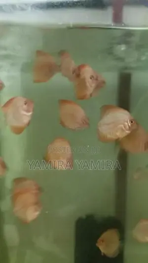 Discuss Baby Fish