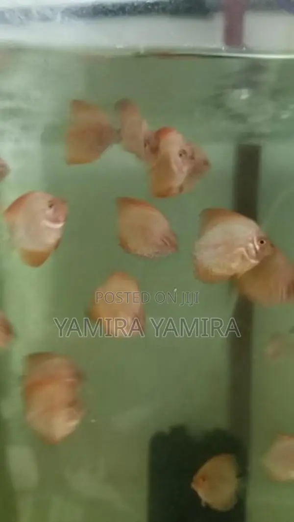 Discuss Baby Fish