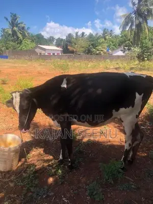 கன்னி பசு