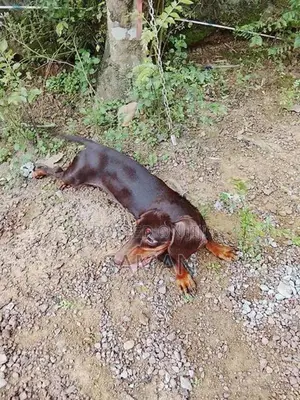 Dachshund Puppy