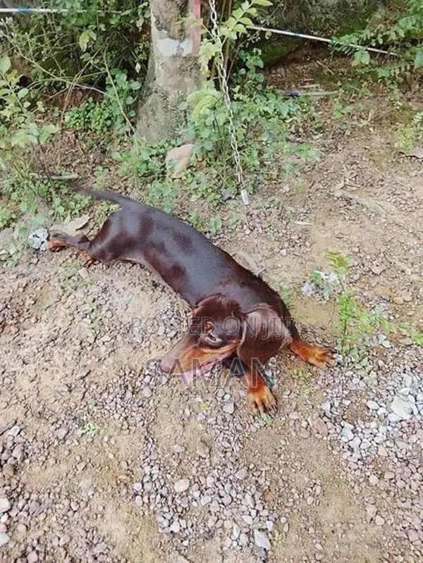 Dachshund Puppy