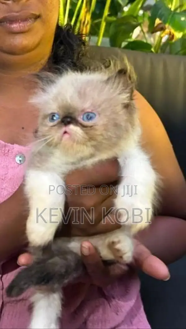 Persian Kitten